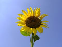 -光明小镇欢乐田园