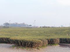 -雪绿茶博物馆