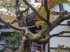 -常寂光寺