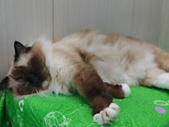 -东莞宠友24H宠物中心医院·转诊夜诊·异宠(新河北路院)