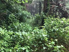 -素山寺森林公园