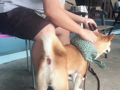 -柴犬高等学院·狗咖·柴犬售卖·宠物训练
