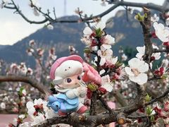 -北京凤凰岭