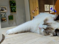 -藏猫猫咖啡主题馆(中央大道店)