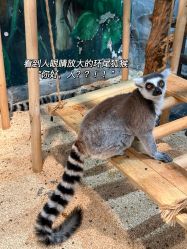 -Zoolung Zoolung动物主题公园(海信广场店)