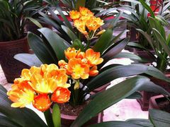 android_upload_pic-金陵花卉交易市场