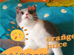 -卡吉诺动物奶油生日蛋糕(东明路店)