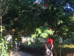 -瑞丽独树成林风景区