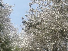 -石家庄市植物园