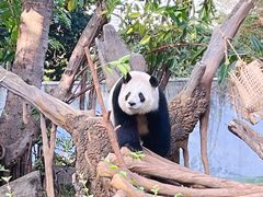 -广州动物园