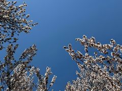 -石家庄市植物园