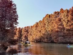 -上海海湾国家森林公园