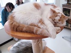 -共舞时光猫咖·狗咖(新街口店)