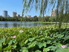 -莲花池公园