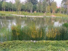 -莲花池公园