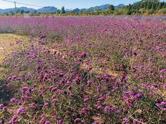 -北京东方普罗旺斯薰衣草庄园