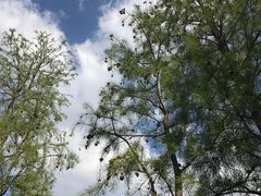 -广富林郊野公园