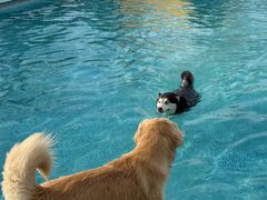 -爪吧宠物乐园 (温榆河示范区店)