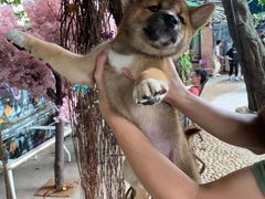 -柴犬高等学院·狗咖·柴犬售卖·宠物训练