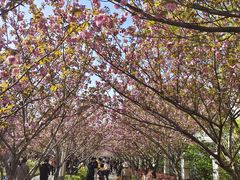 -高东镇樱花园