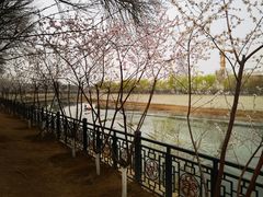 -桃花堤公园