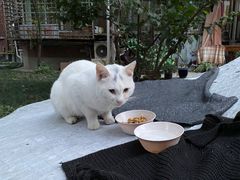 -佳雯宠物医院(金华南路分院)