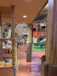 -卡通尼·Safari非洲探索乐园·生日会(金桥国际商业广场店)