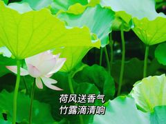 -桂湖森林公园