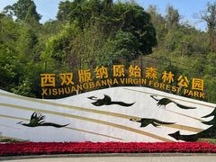 -西双版纳原始森林公园