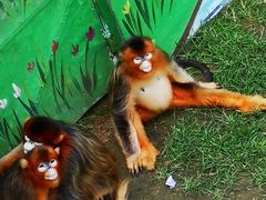 -西霞口神雕山野生动物世界