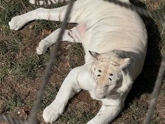-西霞口神雕山野生动物世界