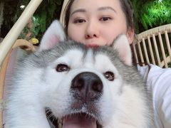 -Husky Go! 哈士奇体验馆·宠物咖啡厅狗咖