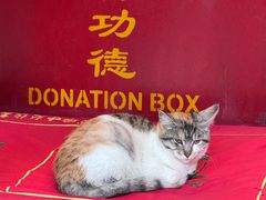 -龙华素斋(龙华路店)