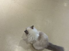 -藏猫猫咖啡主题馆(中央大道店)