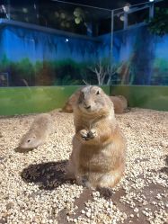 -未来动物城动物主题公园(大悦城店)