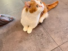 -飞行喵MR PILOT|猫舍·猫咖(静安大融城店)