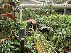 -正佳雨林生态植物园