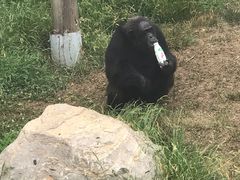 -西霞口神雕山野生动物世界