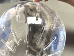 -爱侣宠医·鹦鹉专科·小型哺乳类·异宠专科(灵石路店)