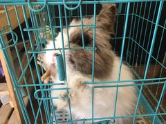 -志龙皇冠吃货椰子铺