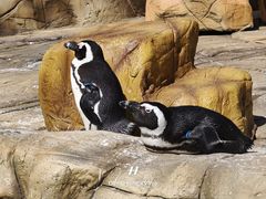 -宁波野生动物园