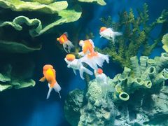 -福州罗源湾海洋世界旅游区