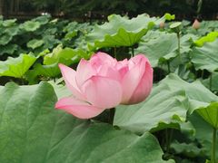 -陈家山荷花公园