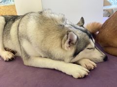 -怪兽屋·羊驼·猫咖·狗咖(俊华广场店)