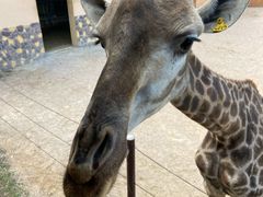-青岛森林野生动物世界