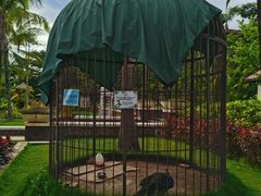 -西双版纳融创皇冠假日度假酒店