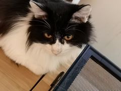 -平行世界·猫咖(首经贸店)