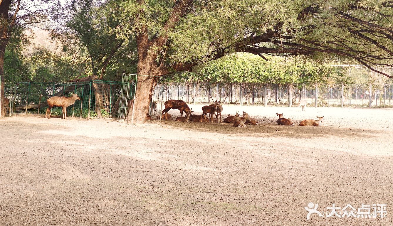 免费公园 近距离接触小动物