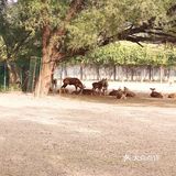 免费公园 近距离接触小动物