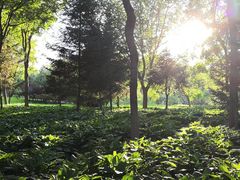 -东升八家郊野公园